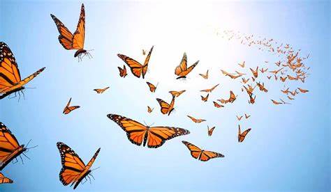 butterfly release