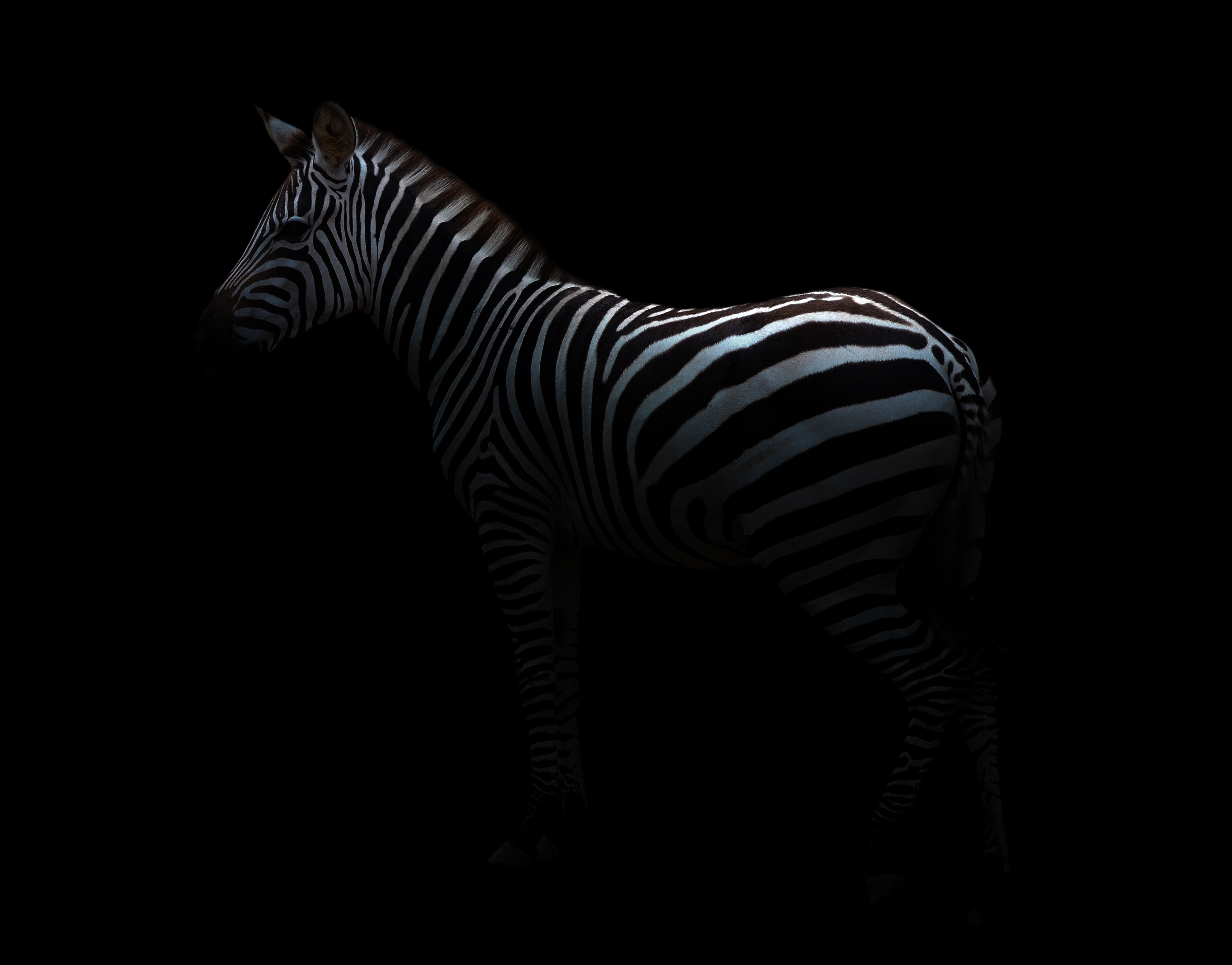 zebra